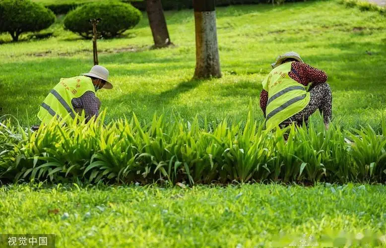 冷水江城市绿化带种植什么植物好